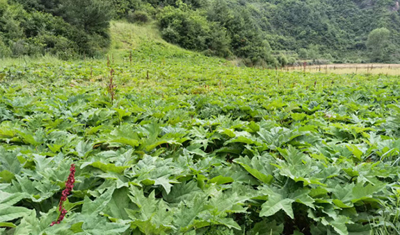 2025澳门原料1688