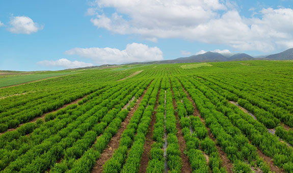 2025澳门原料1688