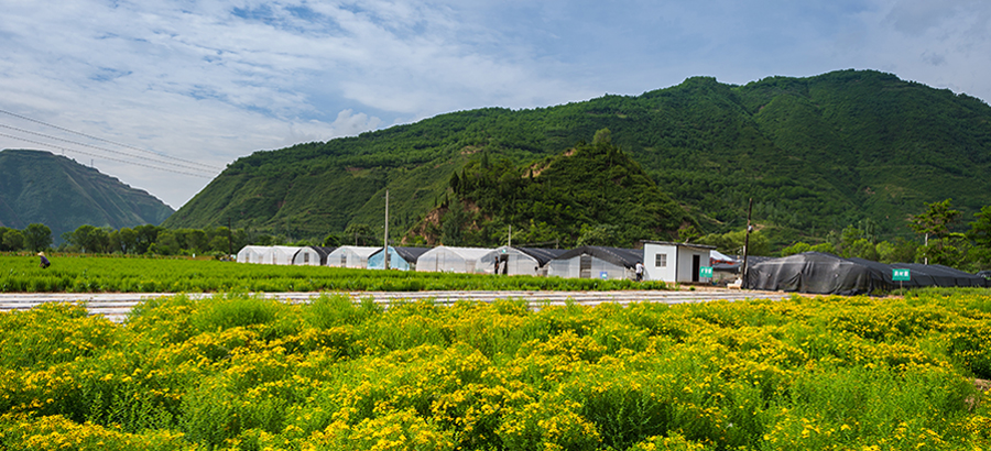 2025澳门原料1688